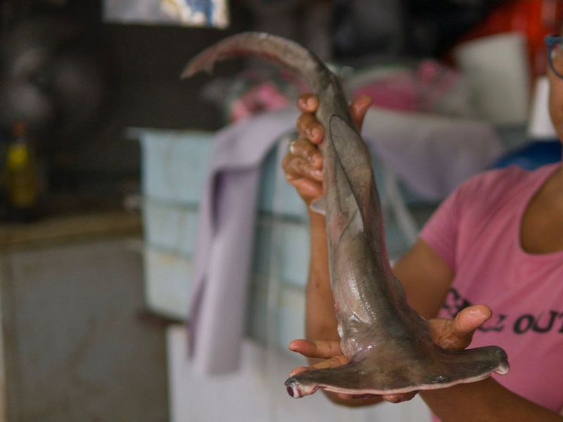 Oceana alerta sustitución bacalao por tiburón