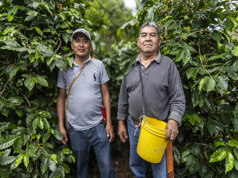 “Todos Sembramos Café”, la iniciativa de Starbucks México para transformar el campo cafetalero“Todos Sembramos Café”, la iniciativa de Starbucks México para transformar el campo cafetalero